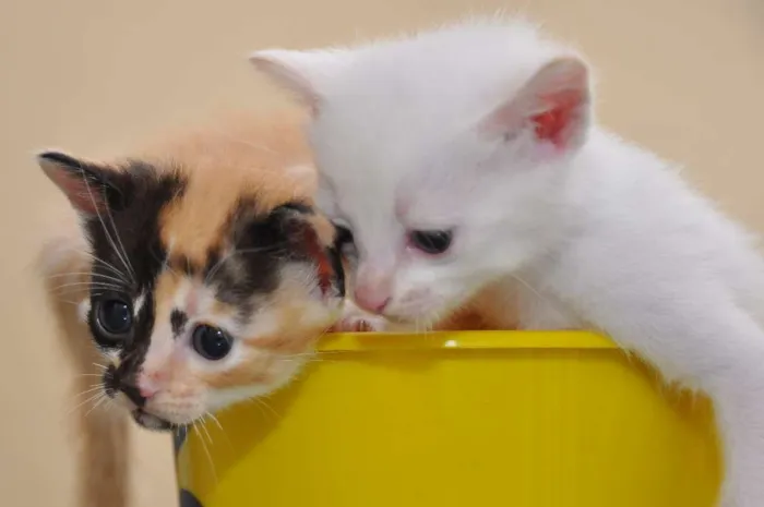 Gato ra a SRD idade 2 a 6 meses nome GATINHOS