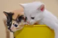 GATINHOS