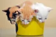 GATINHOS