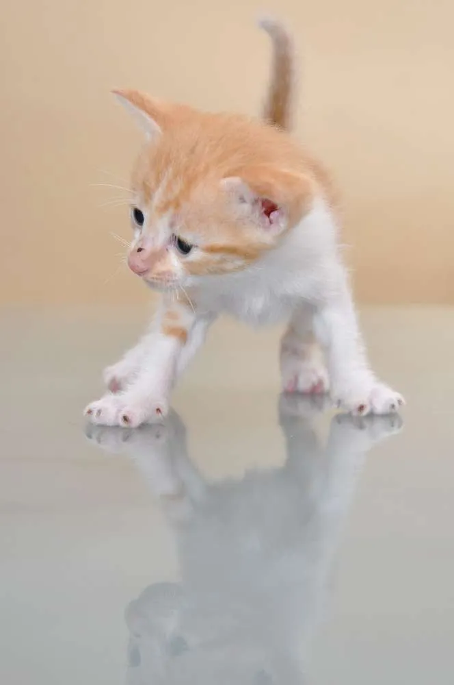 Gato ra a SRD idade 2 a 6 meses nome GATINHOS