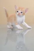 GATINHOS