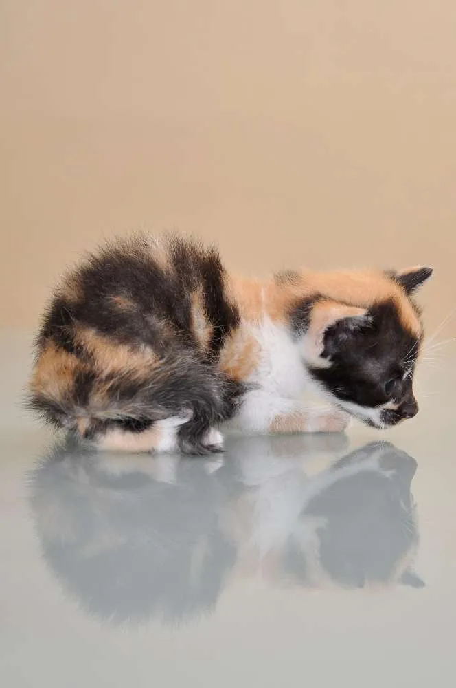 Gato ra a SRD idade 2 a 6 meses nome GATINHOS