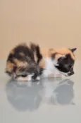 GATINHOS
