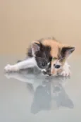 GATINHOS