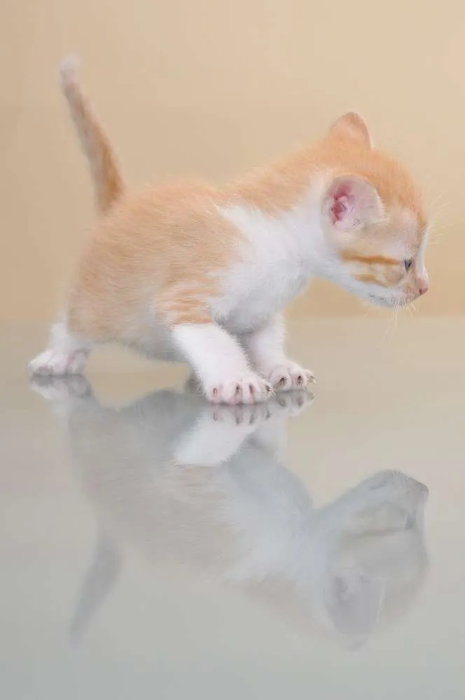 Gato ra a SRD idade 2 a 6 meses nome GATINHOS
