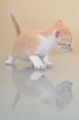 GATINHOS