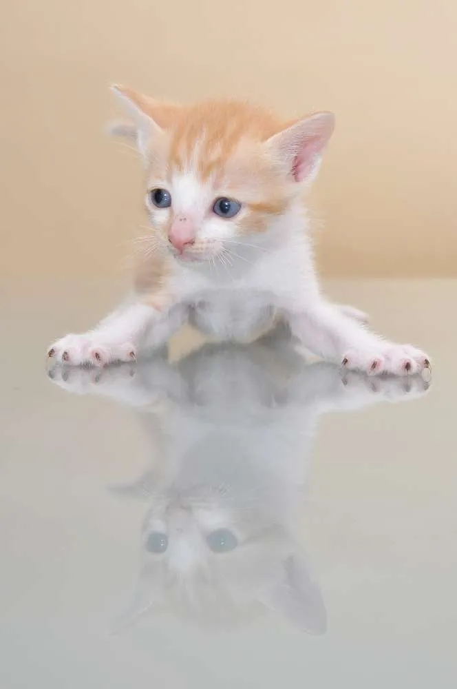 Gato ra a SRD idade 2 a 6 meses nome GATINHOS
