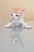 GATINHOS
