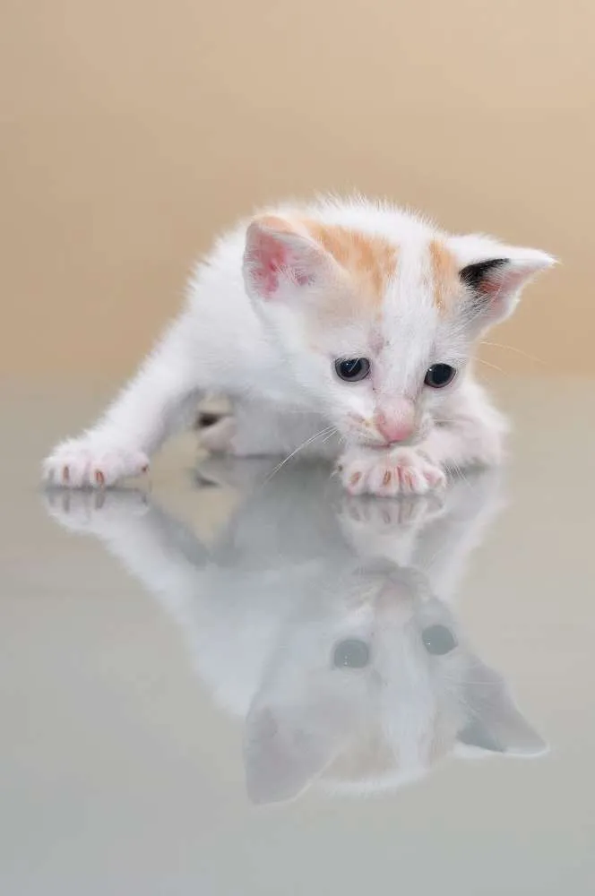 Gato ra a SRD idade 2 a 6 meses nome GATINHOS