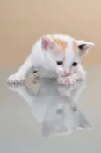 GATINHOS