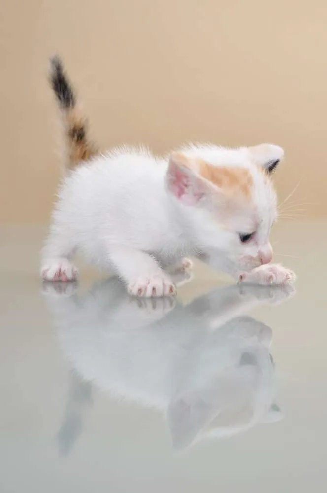 Gato ra a SRD idade 2 a 6 meses nome GATINHOS