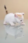 GATINHOS