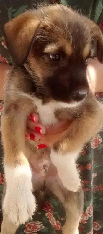 Cachorro ra a SRD idade Abaixo de 2 meses nome Fiapinho