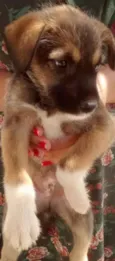 Fiapinho