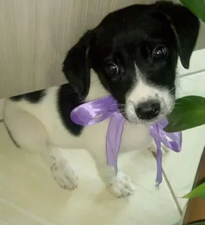 Cachorro raça Srd idade 2 a 6 meses nome Peralta