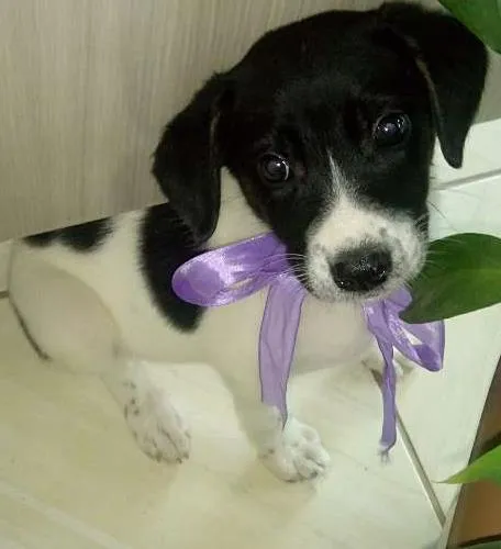 Cachorro ra a Srd idade 2 a 6 meses nome Peralta