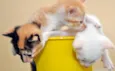 GATINHOS