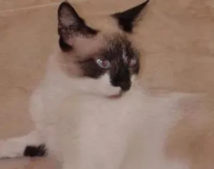 Gato raça  idade 2 a 6 meses nome SEM NOME