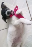 Malu