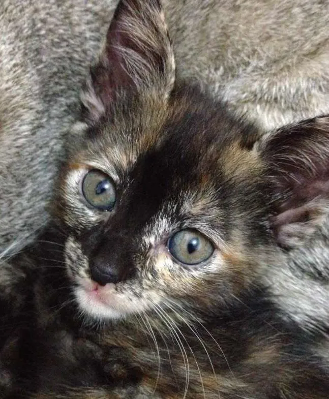 Gato raça Vira-lata  idade 7 a 11 meses nome Sem nome