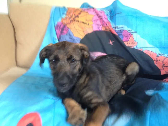 Cachorro ra a Indefinida idade 2 a 6 meses nome Peter