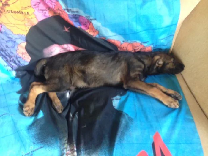 Cachorro ra a Indefinida idade 2 a 6 meses nome Peter