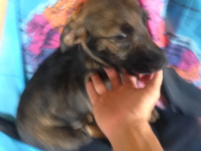 Cachorro ra a Indefinida idade 2 a 6 meses nome Peter