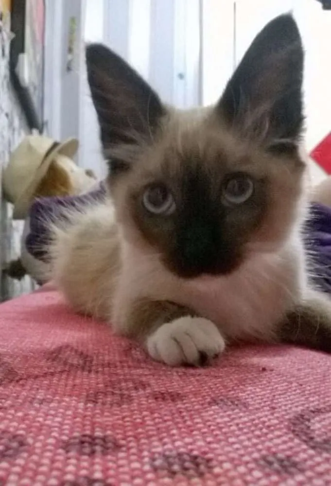 Gato ra a SRD idade Abaixo de 2 meses nome Capitú