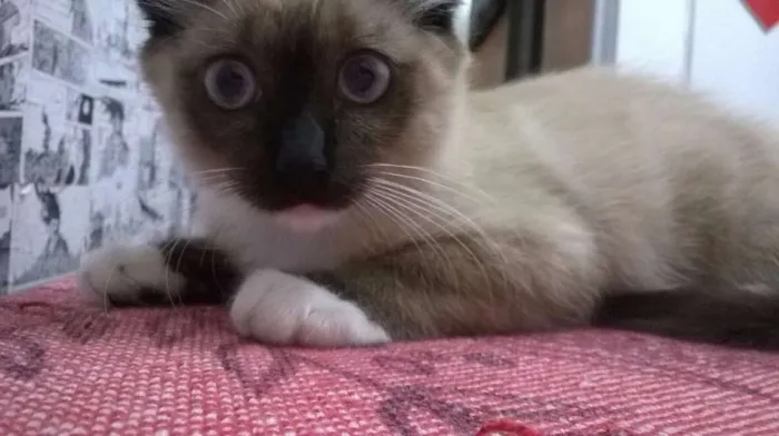 Gato ra a SRD idade Abaixo de 2 meses nome Capitú