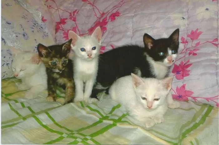 Gato ra a sem raça idade 2 a 6 meses nome ainda não tem