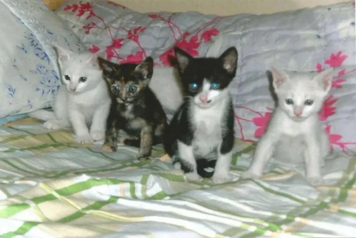 Gato ra a sem raça idade 2 a 6 meses nome ainda não tem