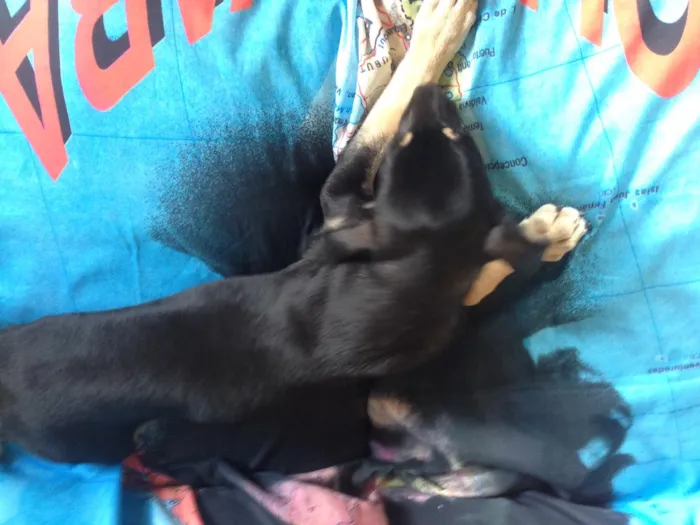 Cachorro ra a Idefinida idade 2 a 6 meses nome Lipee