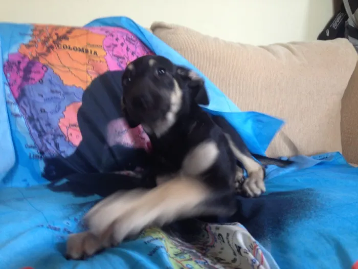 Cachorro ra a Idefinida idade 2 a 6 meses nome Lipee