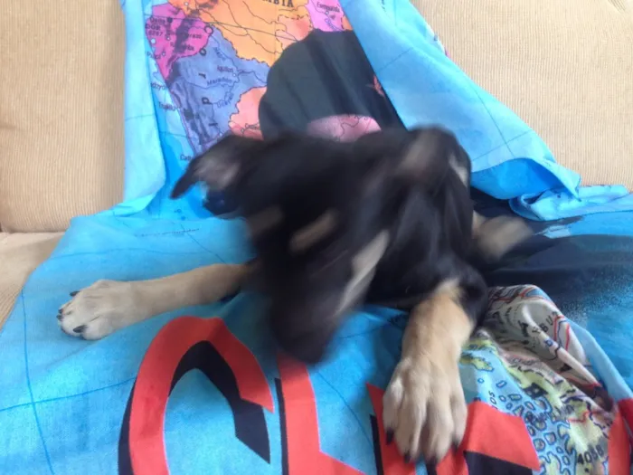 Cachorro ra a Idefinida idade 2 a 6 meses nome Lipee