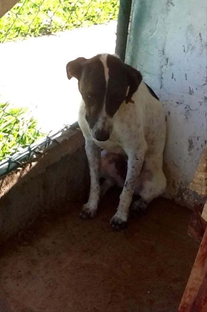 Cachorro ra a SRD idade 1 ano nome Flora