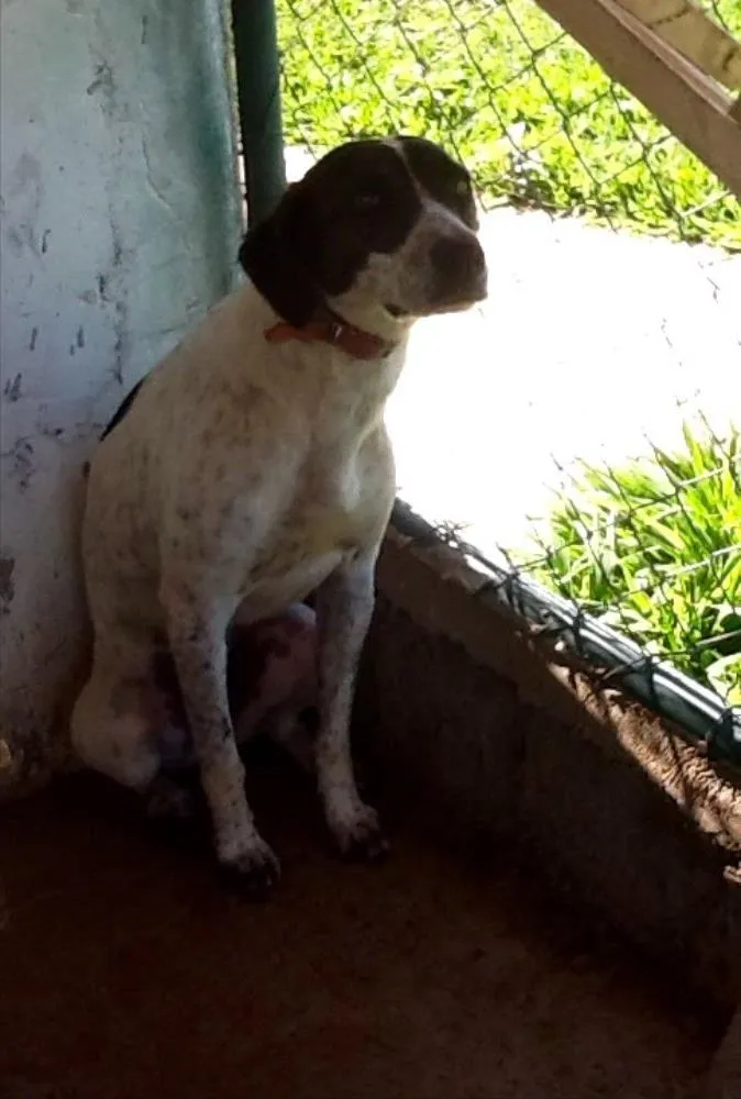 Cachorro ra a SRD idade 1 ano nome Flora