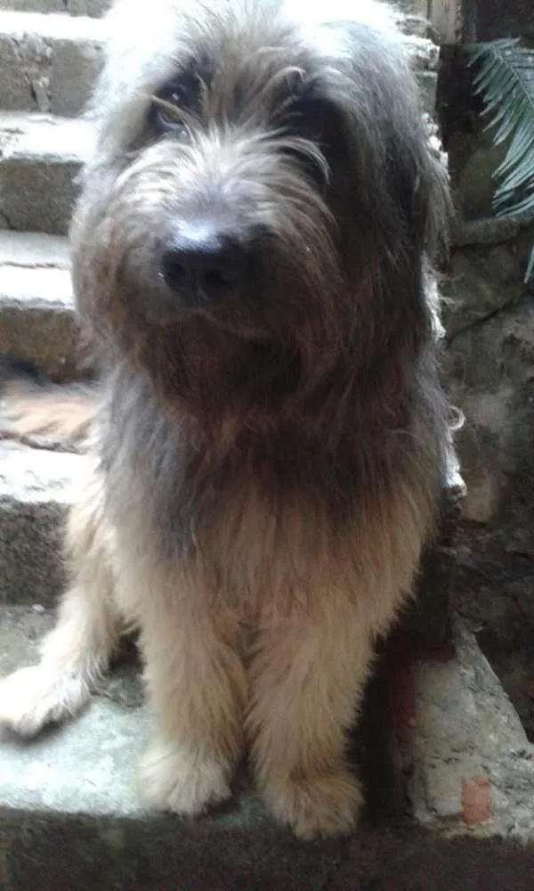 Cachorro ra a chip dog idade 1 ano nome Nino