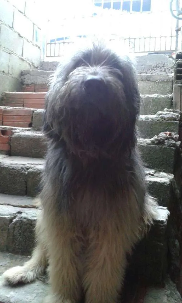 Cachorro ra a chip dog idade 1 ano nome Nino