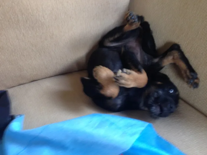 Cachorro ra a Indefinida idade 2 a 6 meses nome Pretinha 
