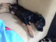 Pretinha 