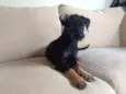 Pretinha 