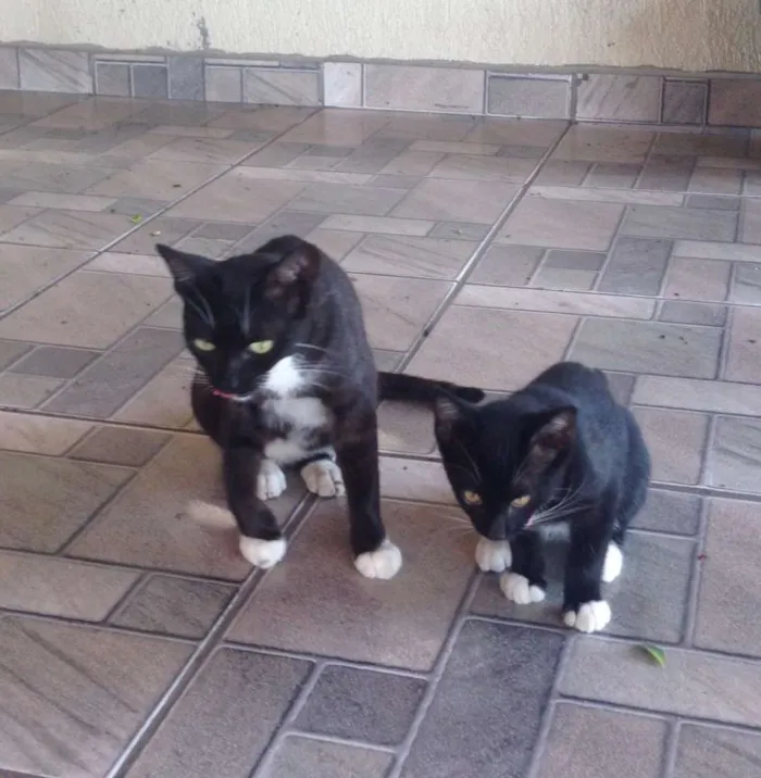 Gato ra a  idade 2 a 6 meses nome Chiquinha