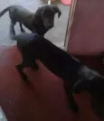 lina e lipi