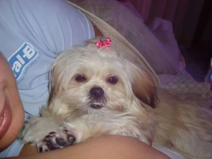 Cachorro ra a Lhaza Apso idade 6 ou mais anos nome PETUTI