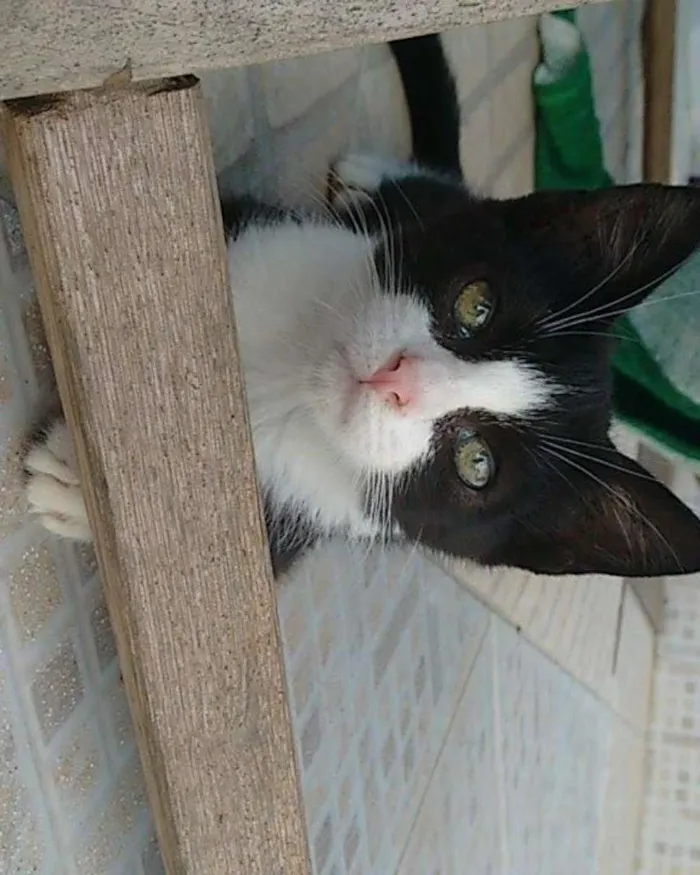 Gato ra a SRD idade Abaixo de 2 meses nome Nati