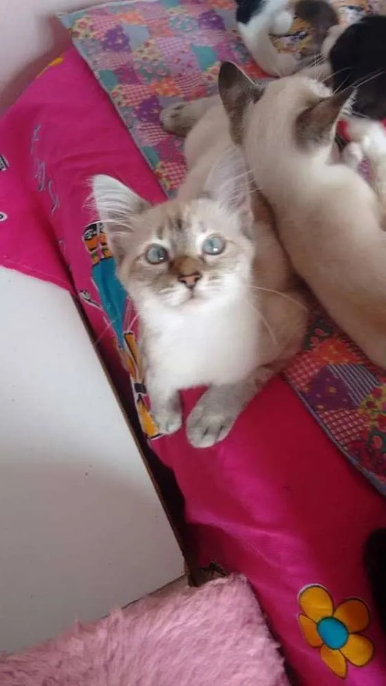 Gato ra a SRD idade 2 a 6 meses nome Moisés