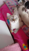 Moisés