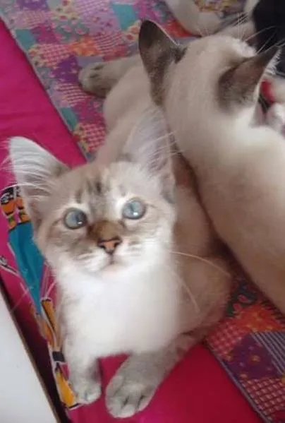 Gato ra a SRD idade 2 a 6 meses nome Moisés