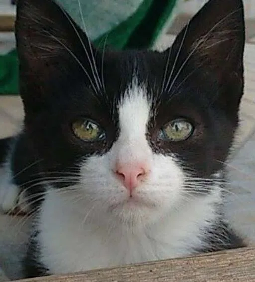 Gato ra a SRD idade Abaixo de 2 meses nome Nati
