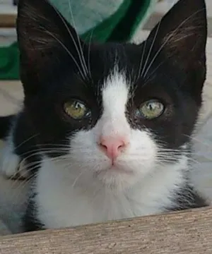 Gato raça SRD idade Abaixo de 2 meses nome Nati